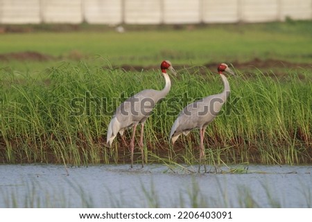 View of Sarus Cranes searching for ffod in the wetland