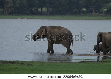 Wild Elephants in Kalawewa National Park, Sri Lanka