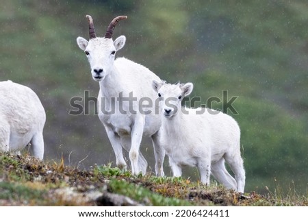 Wild mountain goats grazing for food on the side of a mountain in Lake Clark National Park in Alaska. Royalty-Free Stock Photo #2206424411