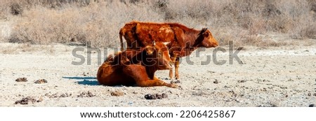 Herd of cows in the desert steppe of Central Asia. Search for food, famine and drought.