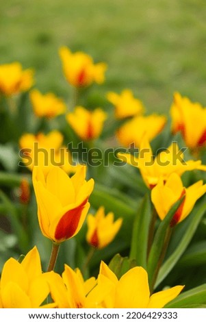 Flowerbed of beautiful red-yellow picturesque tulips on green lawn background. Group of delicate two-tone tulips in the period of active flowering in spring. Romantic natural background for all vivid