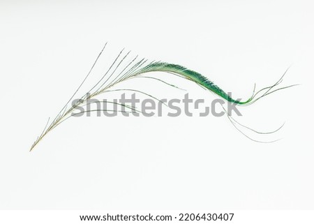 A peacock sword feather isolated on a white background Royalty-Free Stock Photo #2206430407