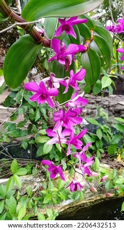 pictures of the beauty of purple orchids