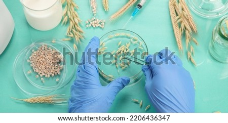 Analyzing agricultural wheat grains in laboratory. Wheat genetically modified on color background Royalty-Free Stock Photo #2206436347
