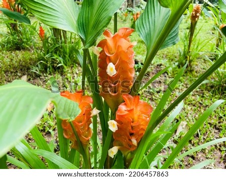 Beautiful orange Curcuma (Siam tulip, summer tulip, Curcuma alismatifolia) flowers are blooming and growing up among the green leaves in the tropical forest around the mountain in the rainy season