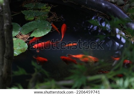 Group of red carp fishes in the garden pond