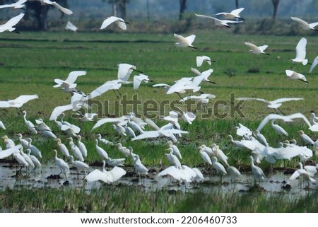 A group of birds in the farming land