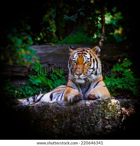Tiger. Beautiful Tiger Portrait