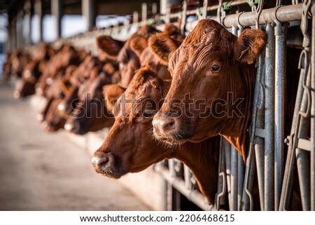 Beef cattle farming and large group of cows domestic animals inside cowshed waiting for food. Royalty-Free Stock Photo #2206468615