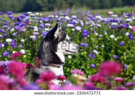 Cute siberian husky dog in the middle of flower field. Selective focus.