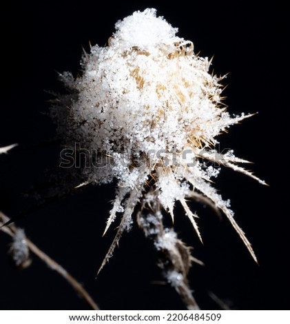 White snowflakes on a dry flower isolated on a black background. Close-up