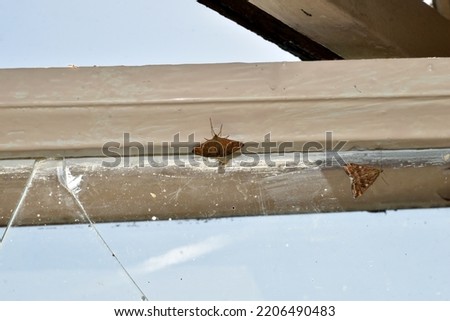 The picture shows moths and a wooden window frame, butterflies sit on the frame next to the window.