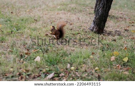 fluffy squirrel nibbles a nut sitting on the grass in the park