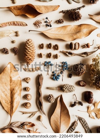 Flat lay autumn composition. Knolling made of various fall forest materials. Top view, Royalty-Free Stock Photo #2206493849