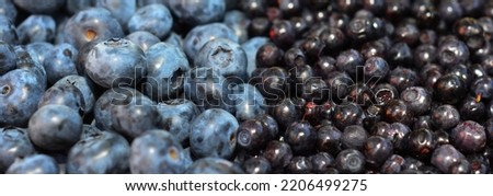Blueberries and bilberries textured background panoramic view. Bilberry has a much higher content of anthocyanins, hence its flesh is red, as opposed to the green flesh blueberry. Royalty-Free Stock Photo #2206499275