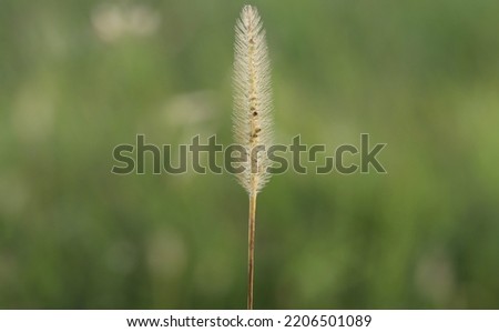 India, 23 September, 2022 : Foxtail grass field isolated bokeh green blur background. Dry grass closeup. Natural abstract texture background. Grass in the nature.