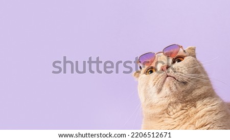 Suprised cat with sunglasses on his head on a violet background and looking at free copy space for text. Sale, advertisment, discount, special offer, promotion business concept. Creative trendy banner Royalty-Free Stock Photo #2206512671