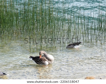 (Anser anser) Group of wild greylag geese feeding grass floating along the shores and beach of Lake Tegern (Tegernsee) in Bavaria Germany