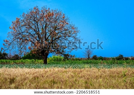 Trees in the fieldTrees in the field. Beautiful autumn landscape with yellow trees on a bright day. Colourful foliage in the park. Falling leaves natural background. Autumn season concept.