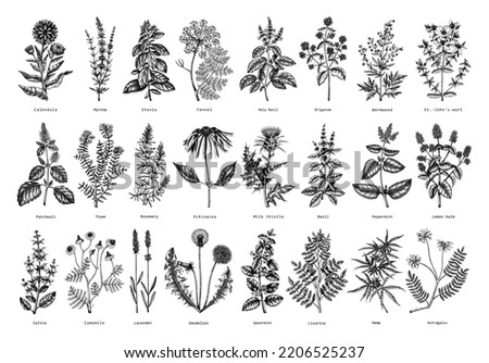 Vintage herbs illustrations. Sketched aromatic plants collection. Botanical design elements. Herbal tea ingredients. Hand drawn medicinal herbs for banners, stickers, label, packaging. Floral outlies Royalty-Free Stock Photo #2206525237