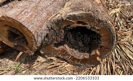 Cross section of a hollow tree trunk