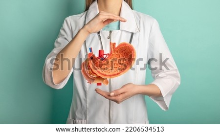 Female doctor with a stethoscope is holding mock stomach in the hands. Help and care concept Royalty-Free Stock Photo #2206534513