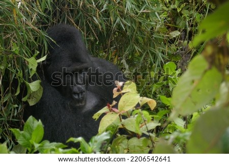 Lowland eastern gorilla in the Congolese bush