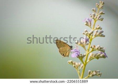 Butterfly pollinating  on a wild flower.
Prosotas nora, the common lineblue. Blurred nature green background. Slective focus. High quality photo