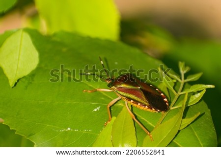 Green bug sitting on green leaf
Tessaratomidae is a family of true bugs. It contains about 240 species of large bugs divided Mattiphus 