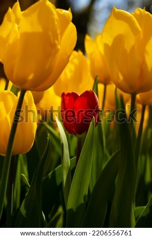 A red tulip in the yellow tulip field. Diversity concept photo. Spring flowers.