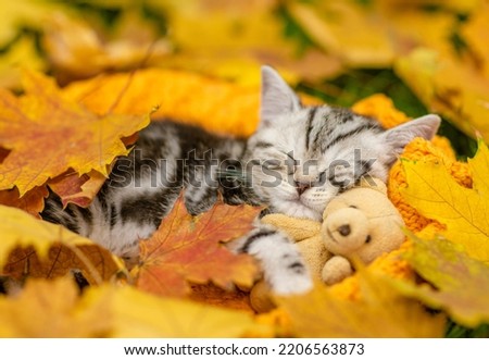Cute Kitten sleeps on autumn fall foliage and hugs favorite toy bear Royalty-Free Stock Photo #2206563873