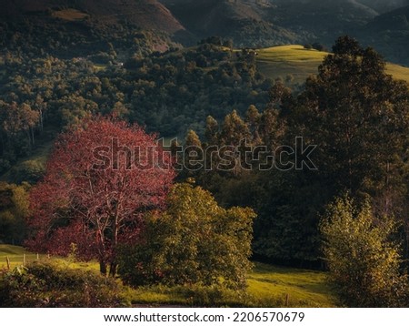 Autumn landscape in the mountains. Red tree isolated in a dark green background. Sunset light is illuminating the valley and the mountains.