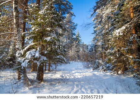 beautiful winter landscape with the forest and a footpath
