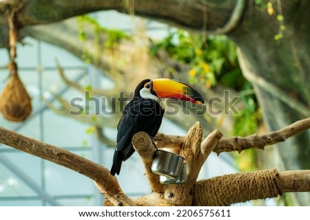 Black Toucan bird standing on a tree branch in the green planet, Dubai