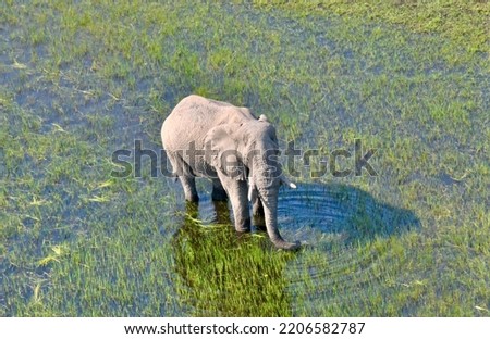 wild African elephants in Okavango delta