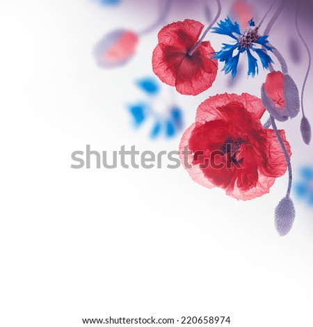 Red poppies field and blue cornflowers, floral background