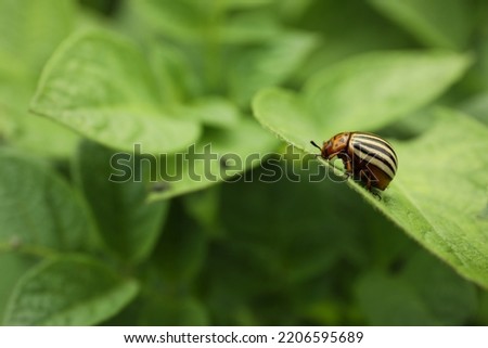 Colorado potato beetle on green plant outdoors, closeup. Space for text