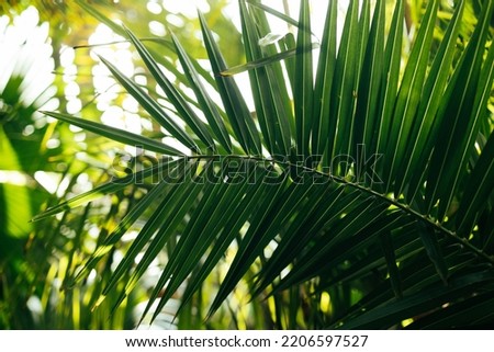 Beautiful green coconut leaf abstract green striped nature background