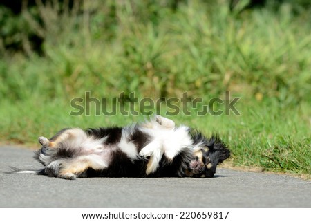 Chihuahua lying on street