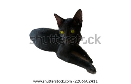 black cat isolate on white background with clipping path