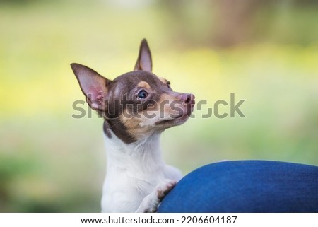 puppy dog ​​toy fox terrier in the park