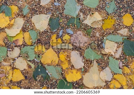 autumn leaves in a puddle of water. High quality photo