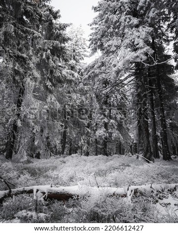 Winter in czech mountains called Beskydy. Wonderful frozen landscape with ice and snow. Moody days in forest are always a blessing for our soul. Adventure and hike.