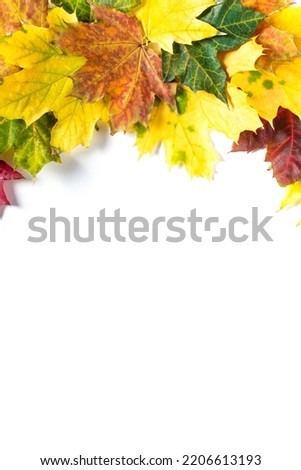 Border of Autumn bright colorful maple leaves on white. Flat lay. Top view with copy space