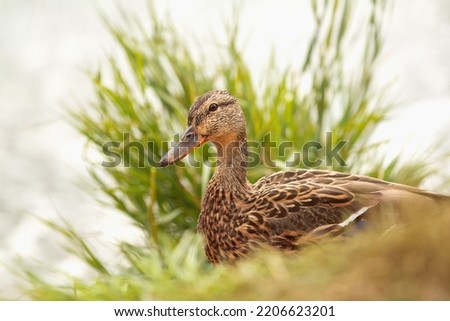 Nature and birds. Colorful nature background. Wild duck