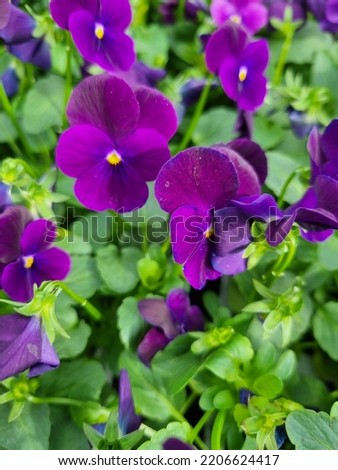 purple pansy in full bloom