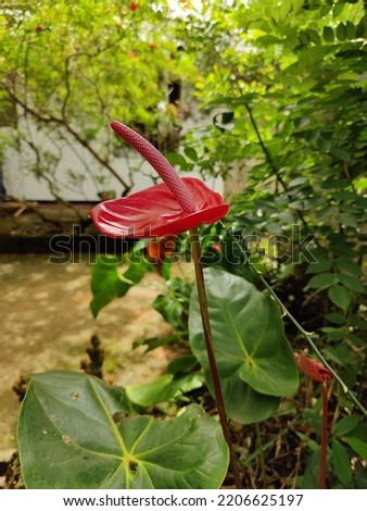 Anthurium andraeanum is a flowering plant species in the family Araceae that is native to Colombia and Ecuador.
