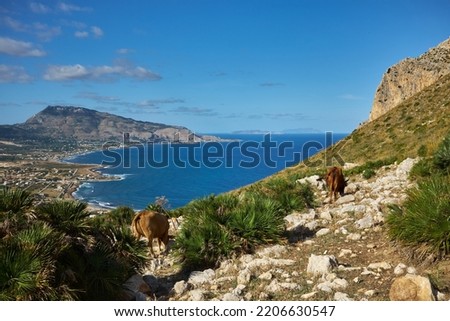 cornino bay seen from above with the valderice and mount erice near to Trapani in the early morning Royalty-Free Stock Photo #2206630547
