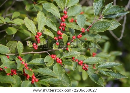 Ilex verticillata, the winterberry, is a species of holly native to eastern North America in the United States and southeast Canada, from Newfoundland west to Ontario and Minnesota, and south to Alaba Royalty-Free Stock Photo #2206650027