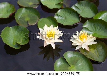 Beautiful blooming Nymphaea lotus flower with leaves, Water lily pot